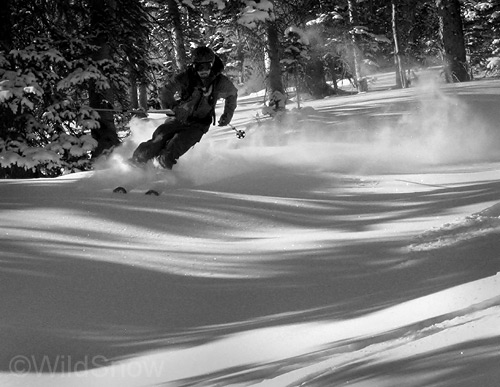 Aspen forest skiing Aspen forest skiing