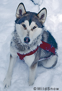 Backcountry skiing dog. Backcountry skiing dog.