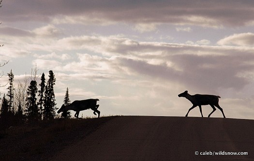 caribou_crossing caribou_crossing