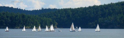 Orcas Island sailboats. Orcas Island sailboats.