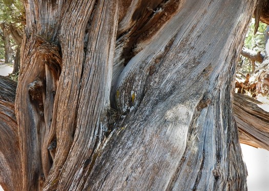 Wilderness photography, tree shot.
