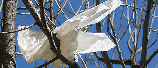 Paper towels in the bushes.