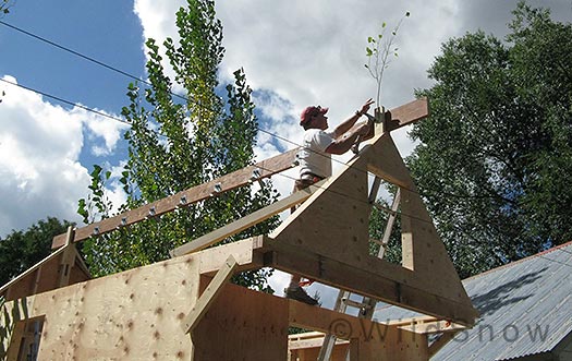 Roof tree on backcountry skiing camp trailer. Roof tree on backcountry skiing camp trailer.