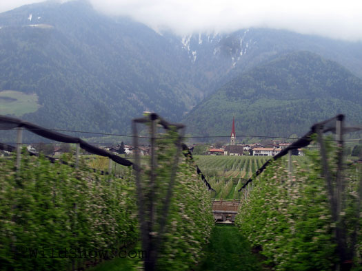Apple orchards in the Etsch River valley Apple orchards in the Etsch River valley