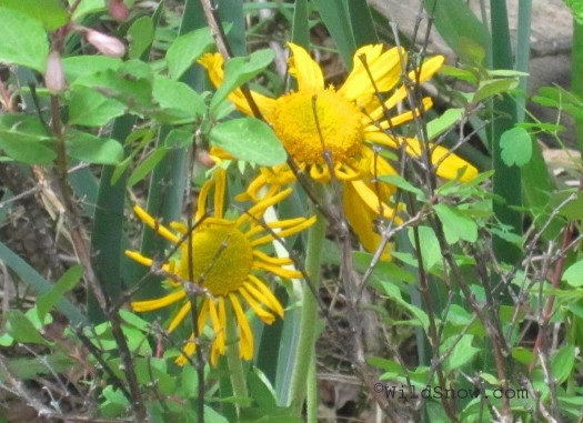 Alpine sunflower alpine sunflower
