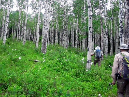 A white grove of columbine A white grove of columbine