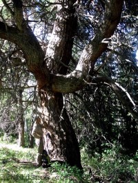 Big tree Big tree