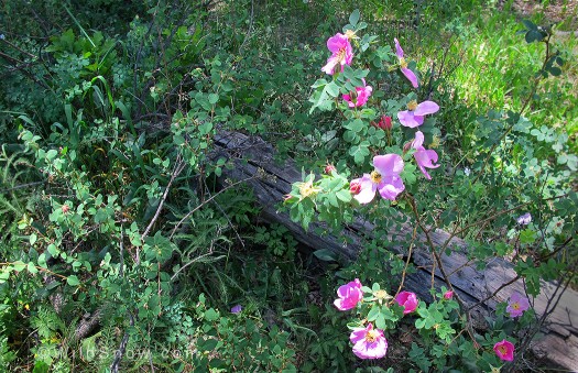 Wild roses on land slated to be taken from public ownership. Wild roses on land slated to be taken from public ownership.