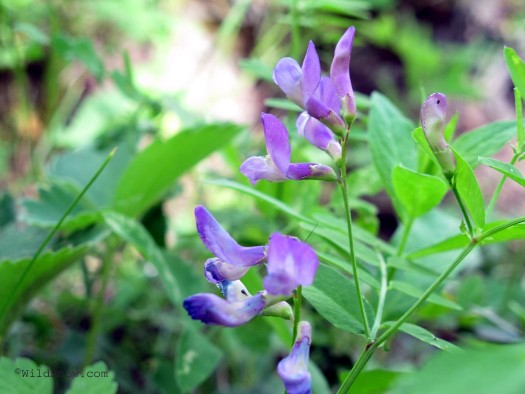 Wildflower 1 Wildflower 1