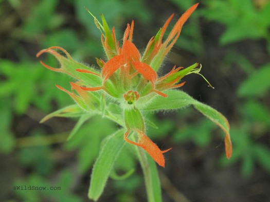 Wildflower 2 Wildflower 2