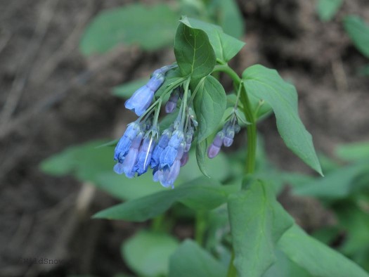 Wildflower 5 Wildflower 5