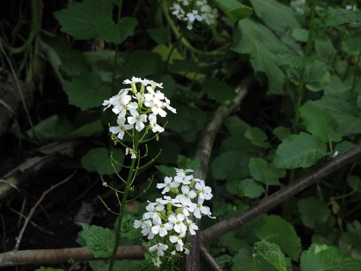Wildflower 6 Wildflower 6