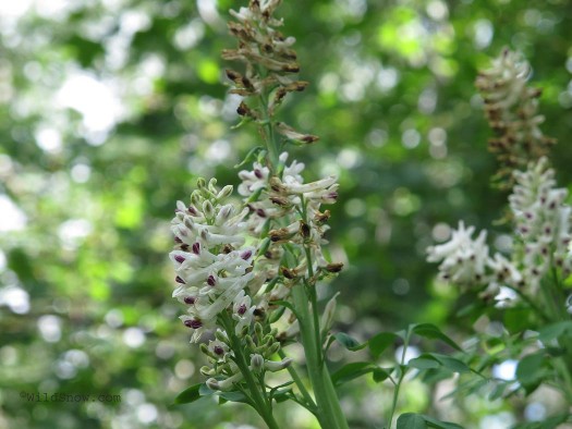 Wildflower 4 Wildflower 4
