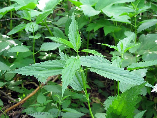 Nettle plant Nettle plant