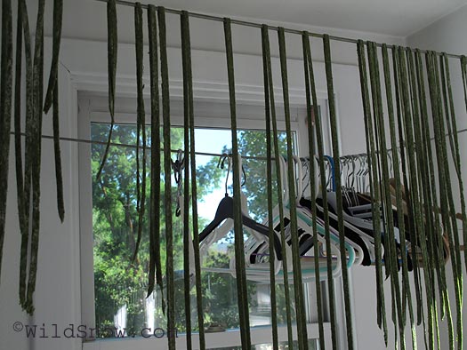 Pasta drying Pasta drying