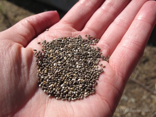Chia has been dubbed, for better or worse, one of the latest superfoods. Ever since Chris McDougall’s book 'Born to Run,' (and long before, according to Lou) endurance athletes have wondered over the mysterious properties of chia seeds, and some research indicates that they provide a good long-term energy source and aid in recovery. According to some experts, chia seeds are a stellar source of protein, dietary fiber, Omega 3, and iron. Chia has been dubbed, for better or worse, one of the latest superfoods. Ever since Chris McDougall’s Born to Run, endurance athletes have wondered over the mysterious properties of chia seeds, and some research indicates that they provide a good long-term energy source and aid in recovery. According to some experts, chia seeds are a pretty stellar source of protein, dietary fiber, Omega 3, and iron.