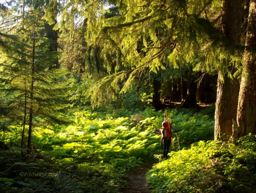ForestWalk Backcountry skiing and ski mountaineering on Glacier Peak in the North Cascades