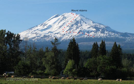 Mount Adams Southwest Chutes, showing descent route. Most people climb via broad ridge to right. The egress traverse I marked is just a general idea, exact egress traverse route varies. Mount Adams Southwest Chutes, showing descent route. Most people climb via broad ridge to right. The egress traverse I marked is just a general idea, exact egress traverse route varies.
