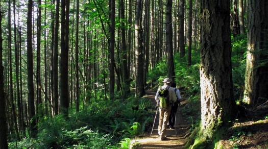 Entering the forest on the Oyster Dome trail Entering the forest on the Osterdome trail
