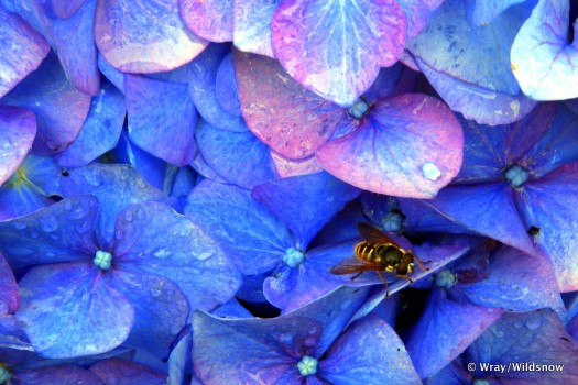 Yellow jacket on a purple flowered background