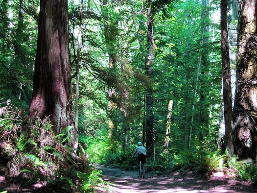 Lou riding thru forest