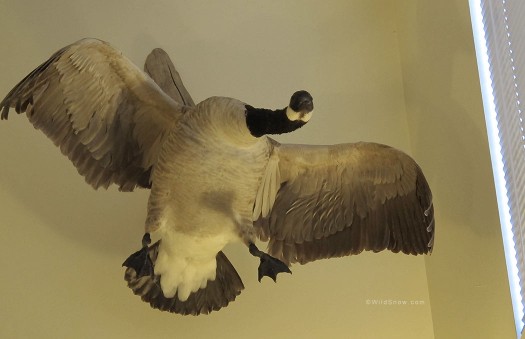 When you walk in the door, you know these guys are serious about waterfowl. When you walk in the door, you know these guys are serious about waterfowl.