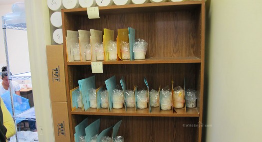 Smaller down samples lined up for content evaluation. Smaller down samples lined up for content evaluation.