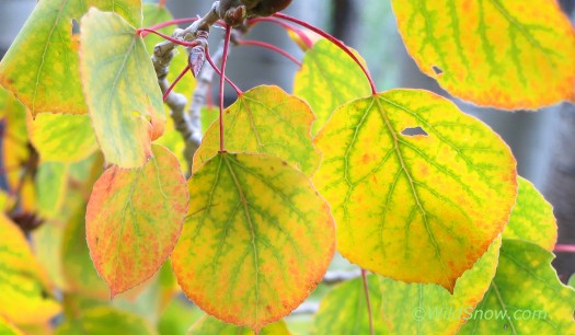 Aspens are beginning to change into their fall colors.