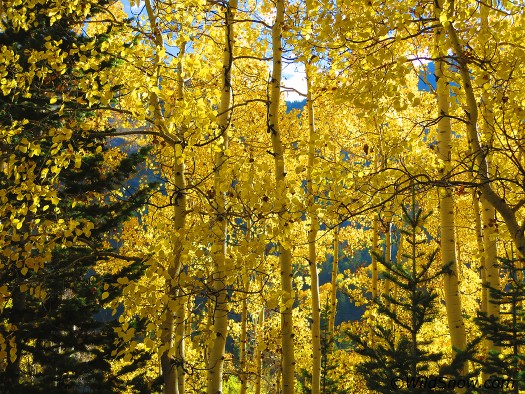 Aspen saturation Aspen saturation