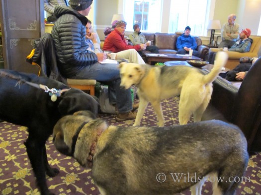 Only in Crested Butte would dogs dominate a public meeting. Only in Crested Butte would dogs dominate a public meeting.