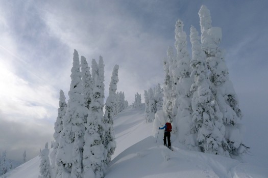The locals said the ghost trees were in exceptional form. Proof was how many were falling over. The locals said the ghost trees were in exceptional form. Proof was how many were falling over.