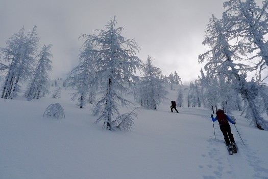 Heading up through the perfectly spaced forest, Whitewater region. Heading up through the perfectly spaced forest, Whitewater region.