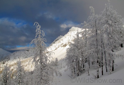 Mountain alder at Whitewater backcountry, Nelson. Mountain alder at Whitewater backcountry, Nelson.