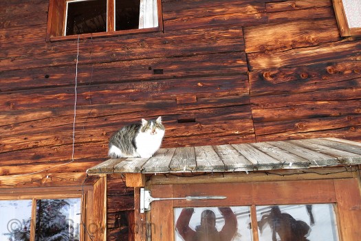 Powdercat or hutcat? Powdercat or hutcat?