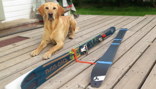 'Aha.' 'See skis, what's next?' The celebrity Pukka at WildSnow HQ. 'Aha' see skis, what's next? The celebrity Pukka at WildSnow HQ.