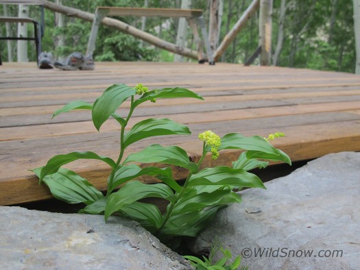 deck deck