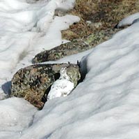 Ptarmigan, something you often see during spring skiing in Colorado. Ptarmigan, something you often see during spring skiing in Colorado.