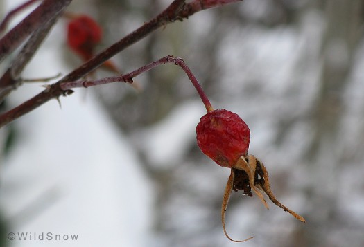 Rose hip tea for backcountry skiing. Rose hip tea for backcountry skiing.