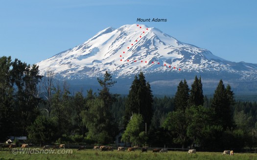 Mount Adams Southwest Chutes, showing descent route. Most people climb via broad ridge to right. The egress traverse I marked is just a general idea, exact egress traverse route varies.
