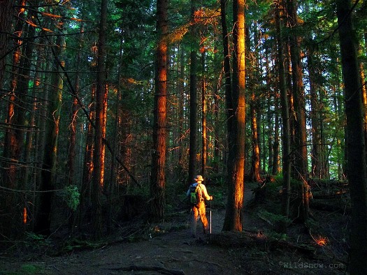 As we walked back toward the car, the setting sun set the forest on fire. As we walked back toward the car, the setting sun set the forest on fire.