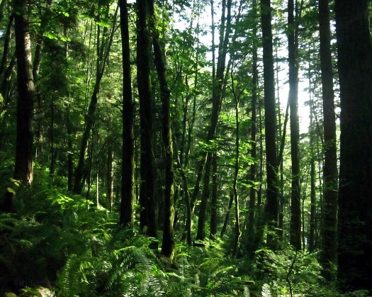 Forest green Forest green