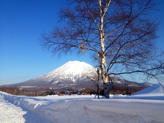 Within two days of arriving in Hokkaido, we talked to a friend who has been in Niseko