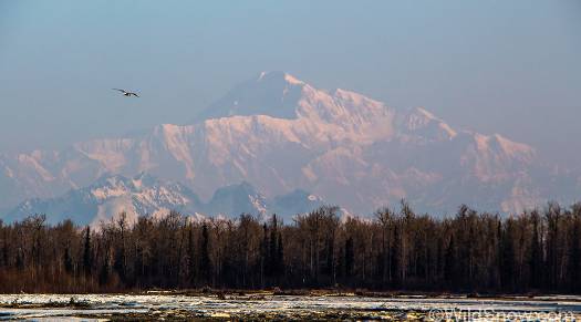 Denali as viewed from Talkeetna.