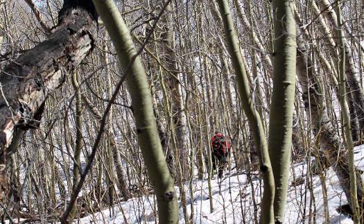 During hours of bushwhacking, whistling and laughing and whimpering.