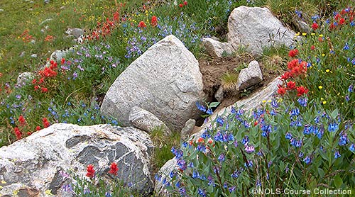 During the hike out I said a goodbye to the alpine, but I'll be back. During the hike out I said a goodbye to the alpine, but I'll be back.