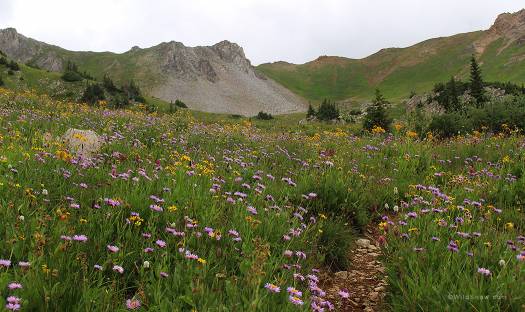 Training for the upcoming backcountry ski season is a joy when you hike through high alpine fields full of wildflowers. High alpine trail in the Elk Mountains of Colorado.