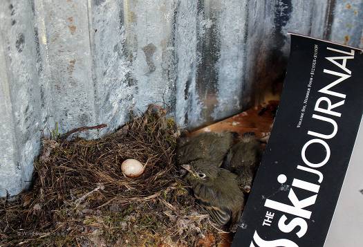 These chicks like snuggling up with Ski Journal as much as we do. They like snuggling up with an issue of Ski Journal as much as we do.