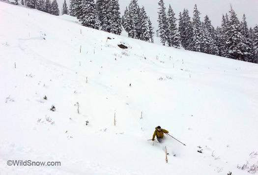 To demonstrate the massive commitment we have at WildSnow, we test skis in all conditions, including weeds.