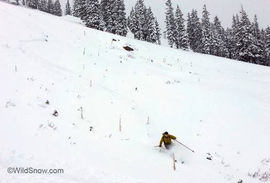 To demonstrate the massive commitment we have at WildSnow, we test skis in all conditions, including weeds. To demonstrate the massive commitment we have at WildSnow, we test skis in all conditions, including weeds.