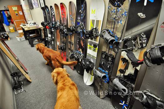 Shop dogs, Tucker and Cedar, making the rounds.